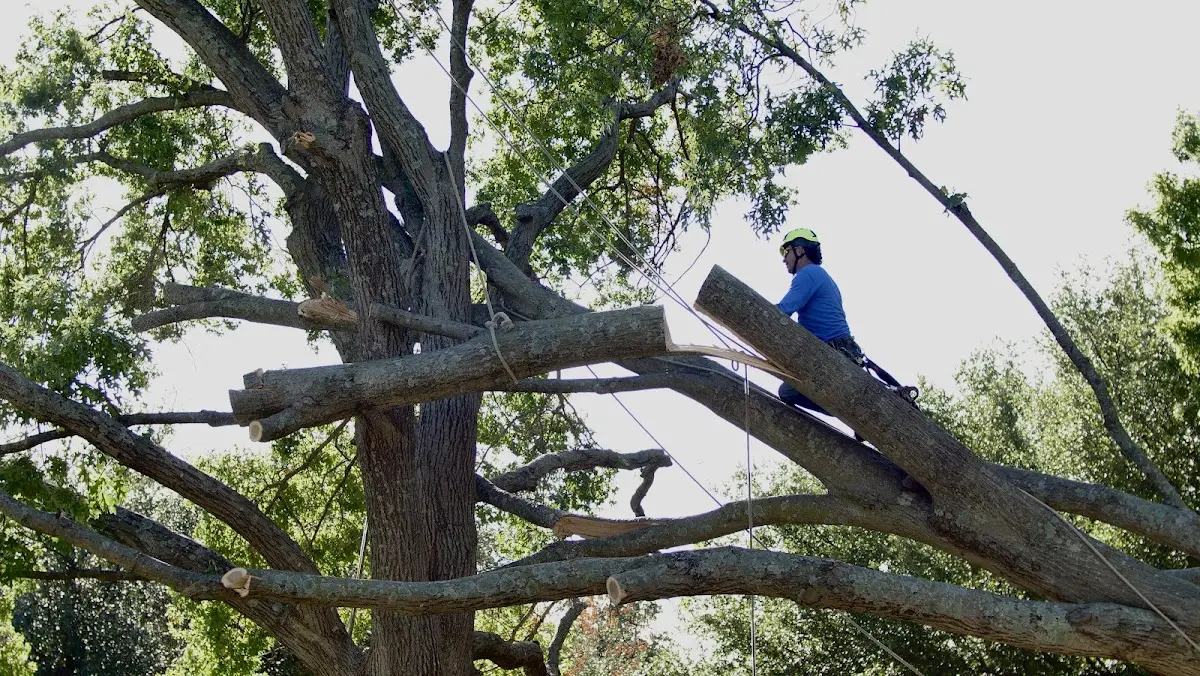 Professional Crown Thinning performed by certified arborists in Gladwyne