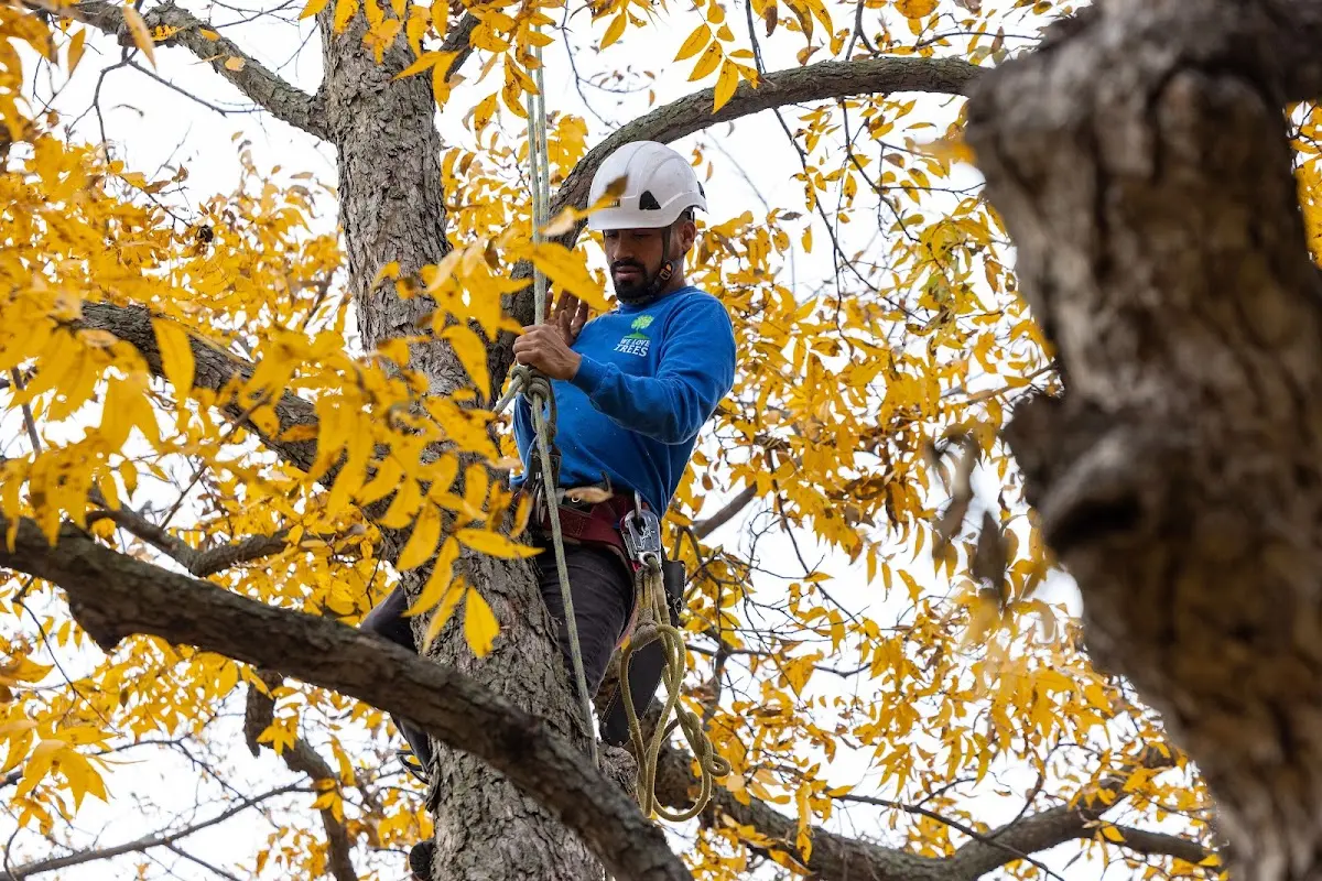 Skilled Tree Pruning crew working in Gladwyne
